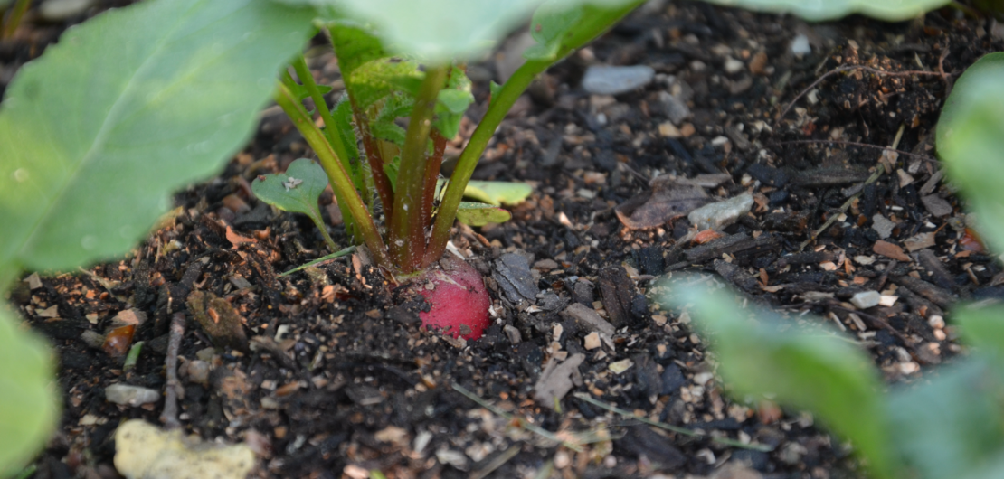 A radish in the ground