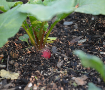 A radish in the ground